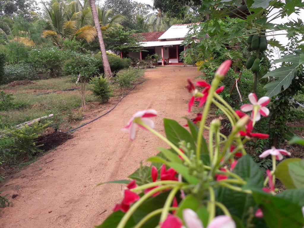 Sigiri Picaso Home Stay Sigiriya Room photo